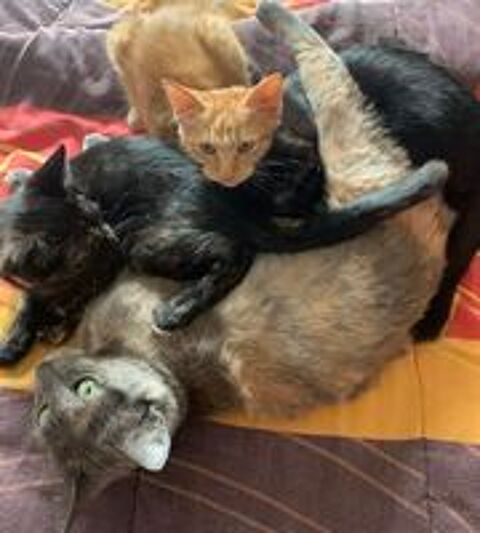   Chatons européens contre participation : 100 €  
