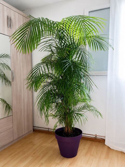 Palmier d'intérieur Areca Gaillon (27)
