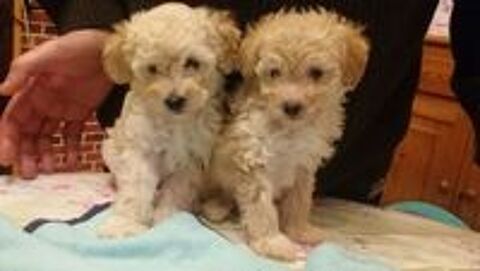   Caniche Toy Femelle ( chiot )
