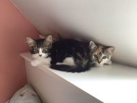   Chatons à adopter 