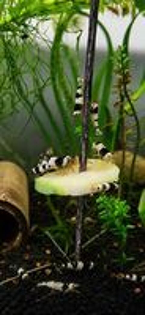   Caridina crystal black 