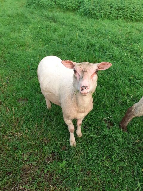 Agneaux 150 88410 Claudon