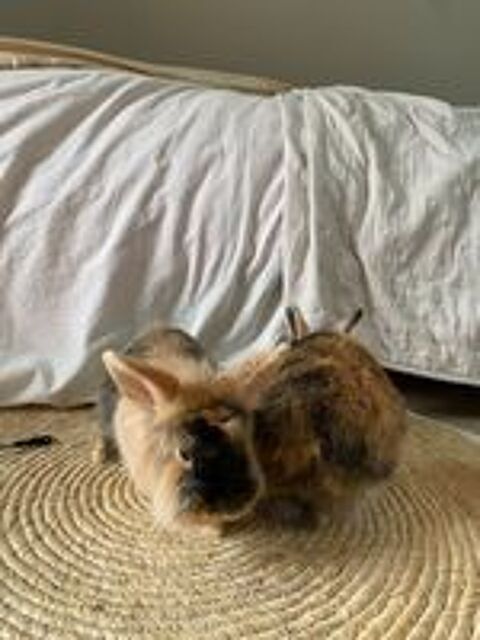   Lapins nains angora 