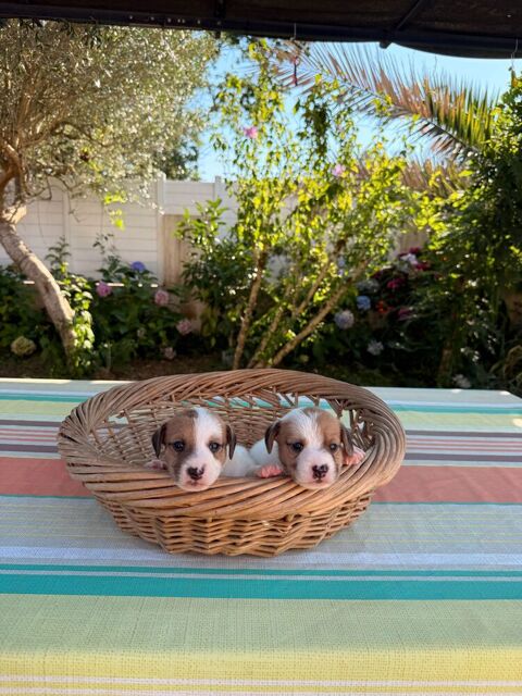 Chiots Jack Russel 800 40230 Saint-vincent-de-tyrosse