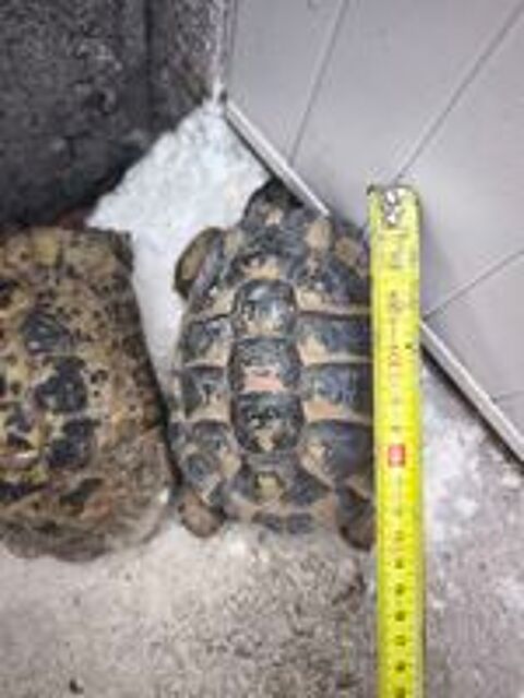  Tortue  