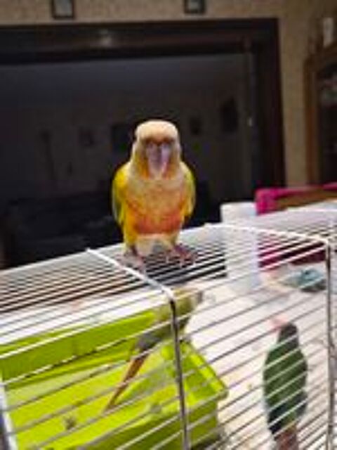   Ventes conures moulinae  