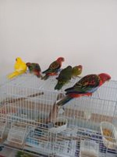   Kakariki   