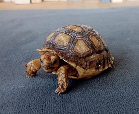 tortue terrestre sulcata sillonn&eacute;e 120 78270 Bonnières-sur-seine
