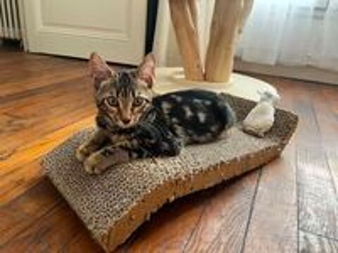   Mars chaton très sociable et câlin 