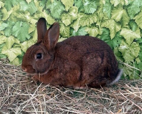 Lapins castors 25 60420 Saint-martin-aux-bois