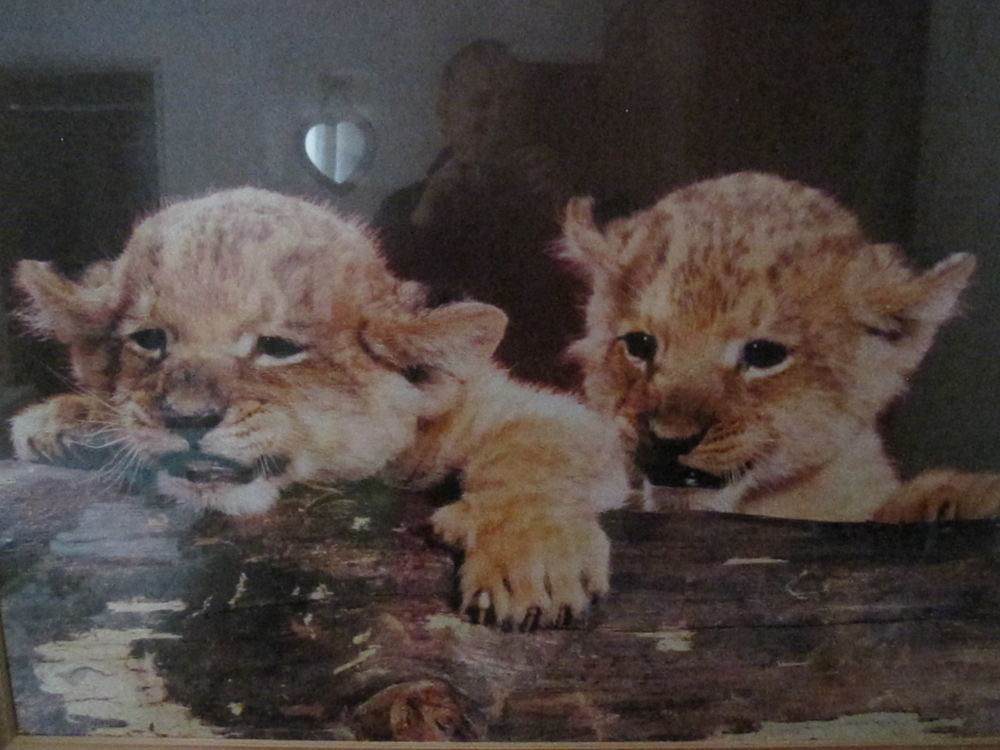 TABLEAU LIONCEAU 
Décoration
