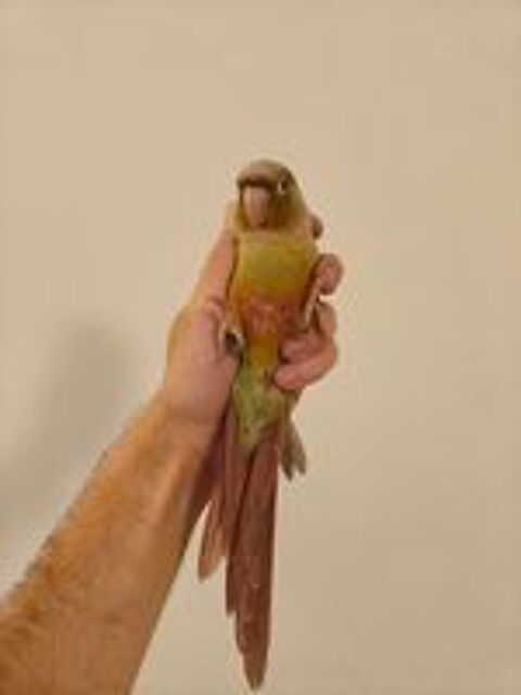   Conure de molina cinnamon eam 
