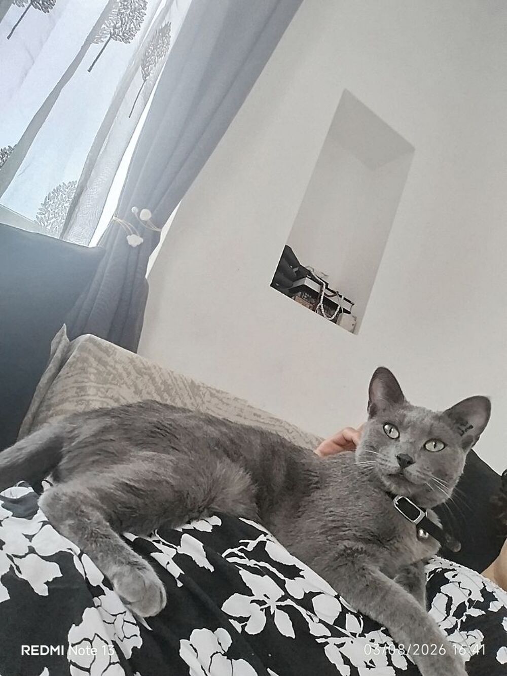   Je donne ma chatte de 2.5 ans stérilisé vacciné propre 