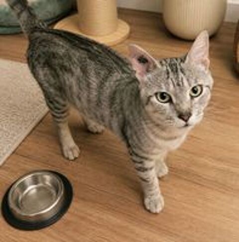   Milou adorable chat abandonné cherche famille serieuse 