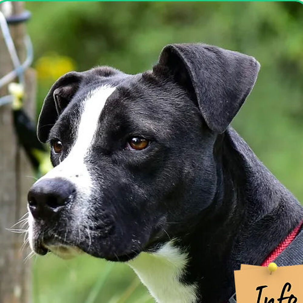   Nikita  