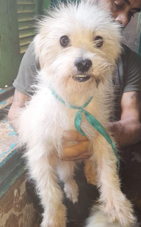 NUAGE MÂLE NON CASTRÉ 2ANS 1/2 A SAUVER D'ÉGYPTE ADOPTION SEULEMENT 0 75018 Paris