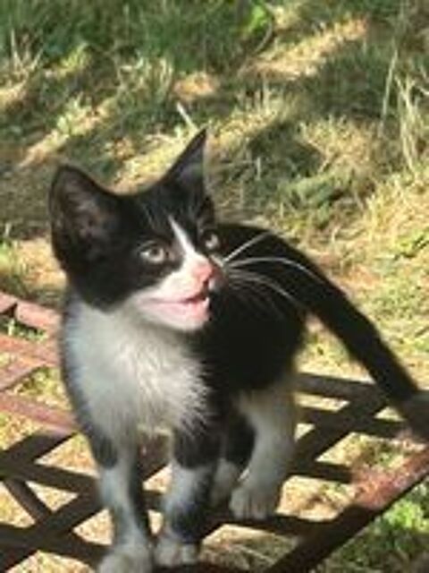  Quatre petits chatons  
