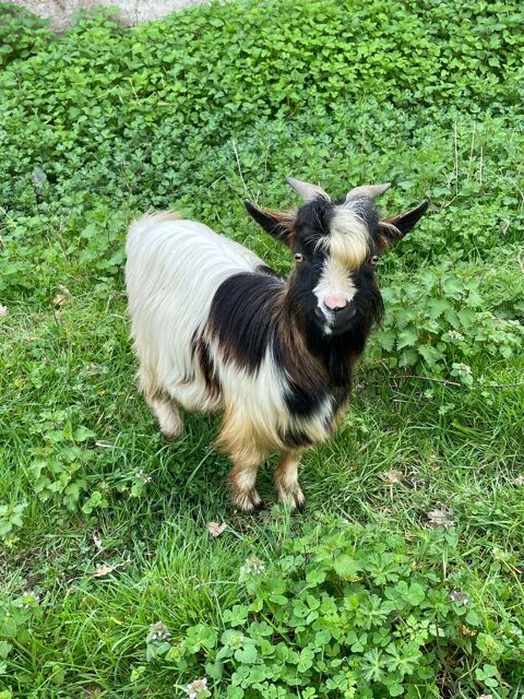 Boucs ch&egrave;vres nains (1 an), Gentils et sociables 60 33370 Pompignac