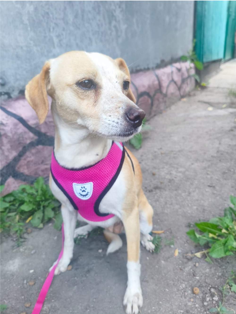   A L'ADOPTION DINA 