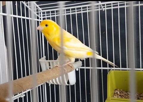Canaries 35 83130 La garde