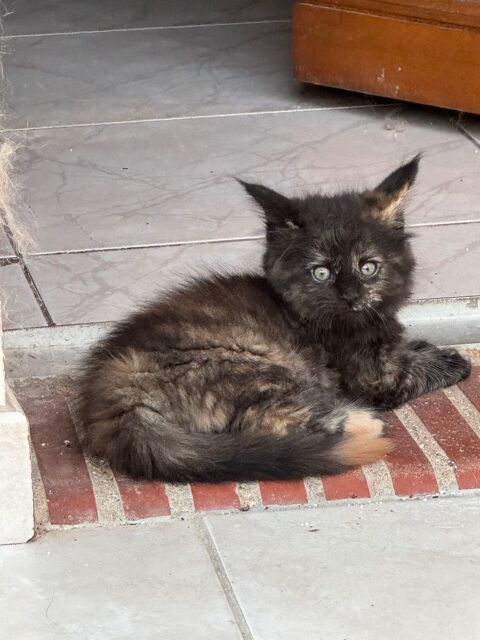 Magnifiques baby's Maine Coon 1000 89400 Migennes