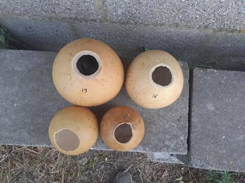 Calebasses entiere petites disponibles 12 Lattes (34)