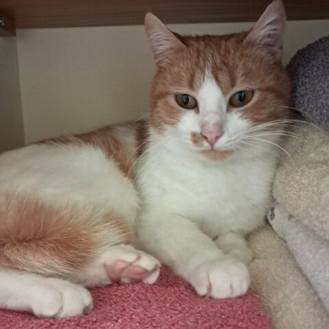 SAFRAN 180 26260 Charmes-sur-l'herbasse