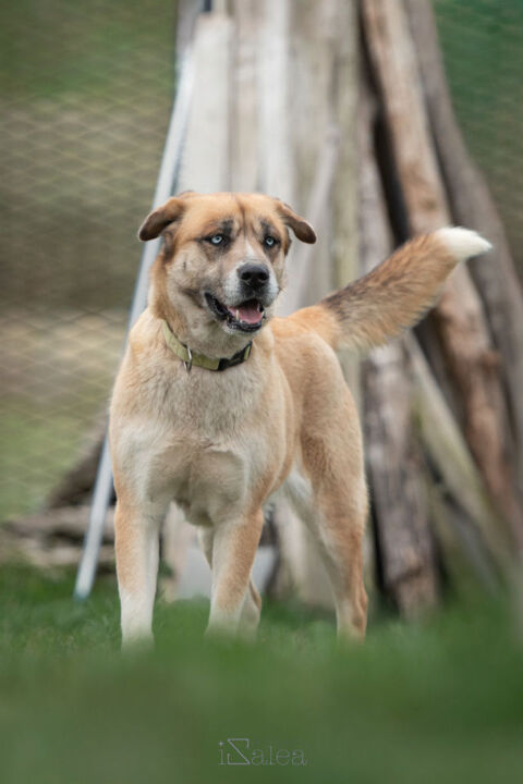 TOUNDRA femelle type berger/husky 4 ans 250 33230 Coutras