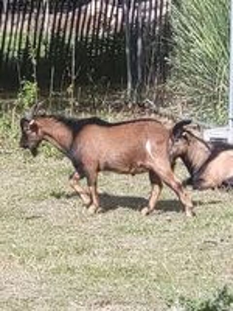   Bizkit, bouc nain à adopter 