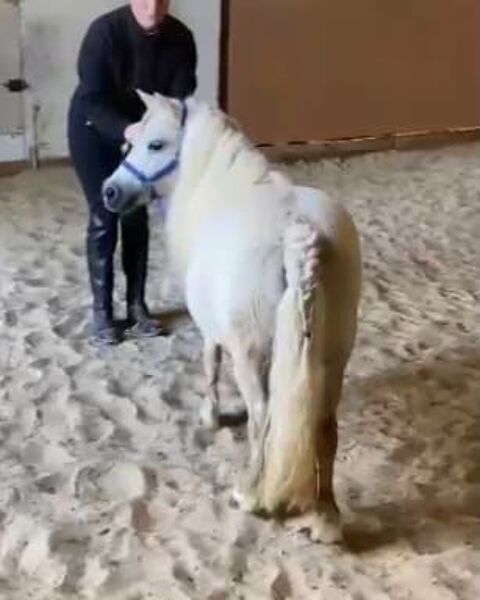 Jument Miniature Am&eacute;ricaine 800 45420 Dammarie-en-puisaye