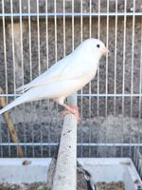   Canari  