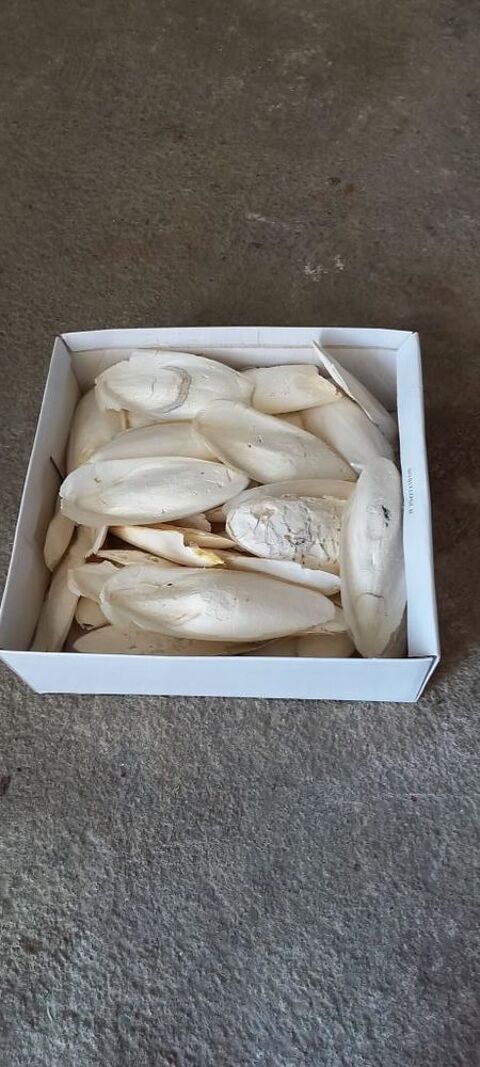 lot d' os de seiches pour oiseaux , tortue , ? 15 37270 Athe-sur-cher