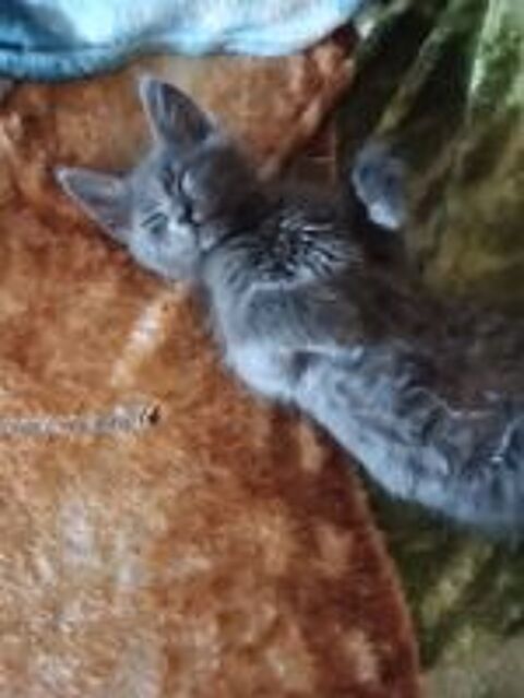   chatons Angora Turc Bleu 