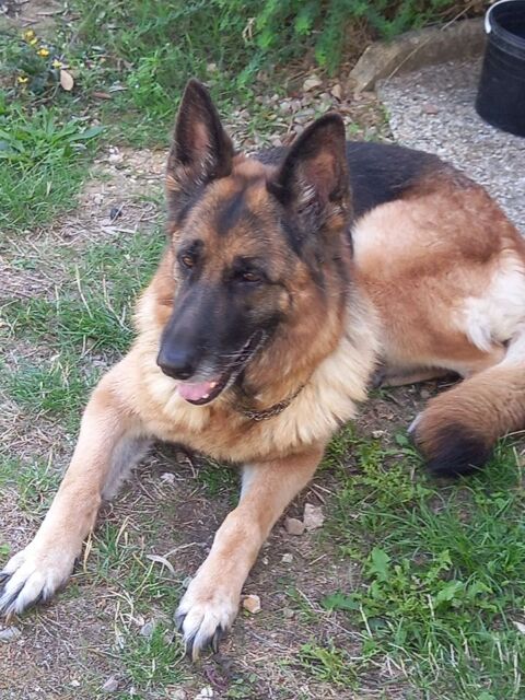 don Berger allemand 8ans femelle  0 27000 Évreux