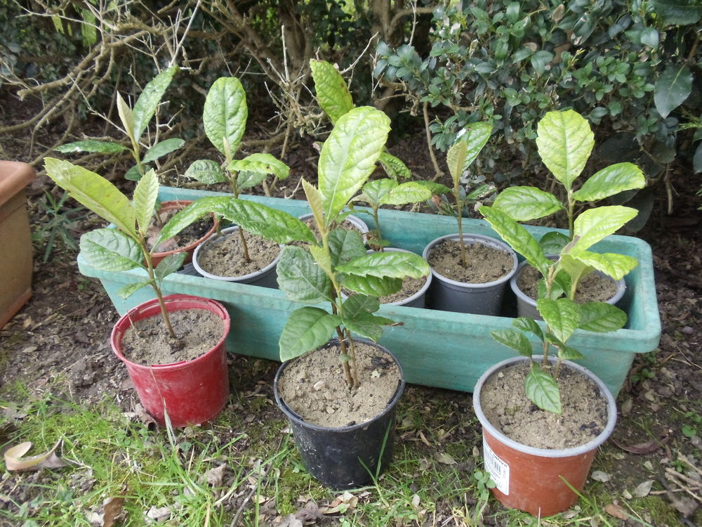 N&eacute;flier du japon Jardin