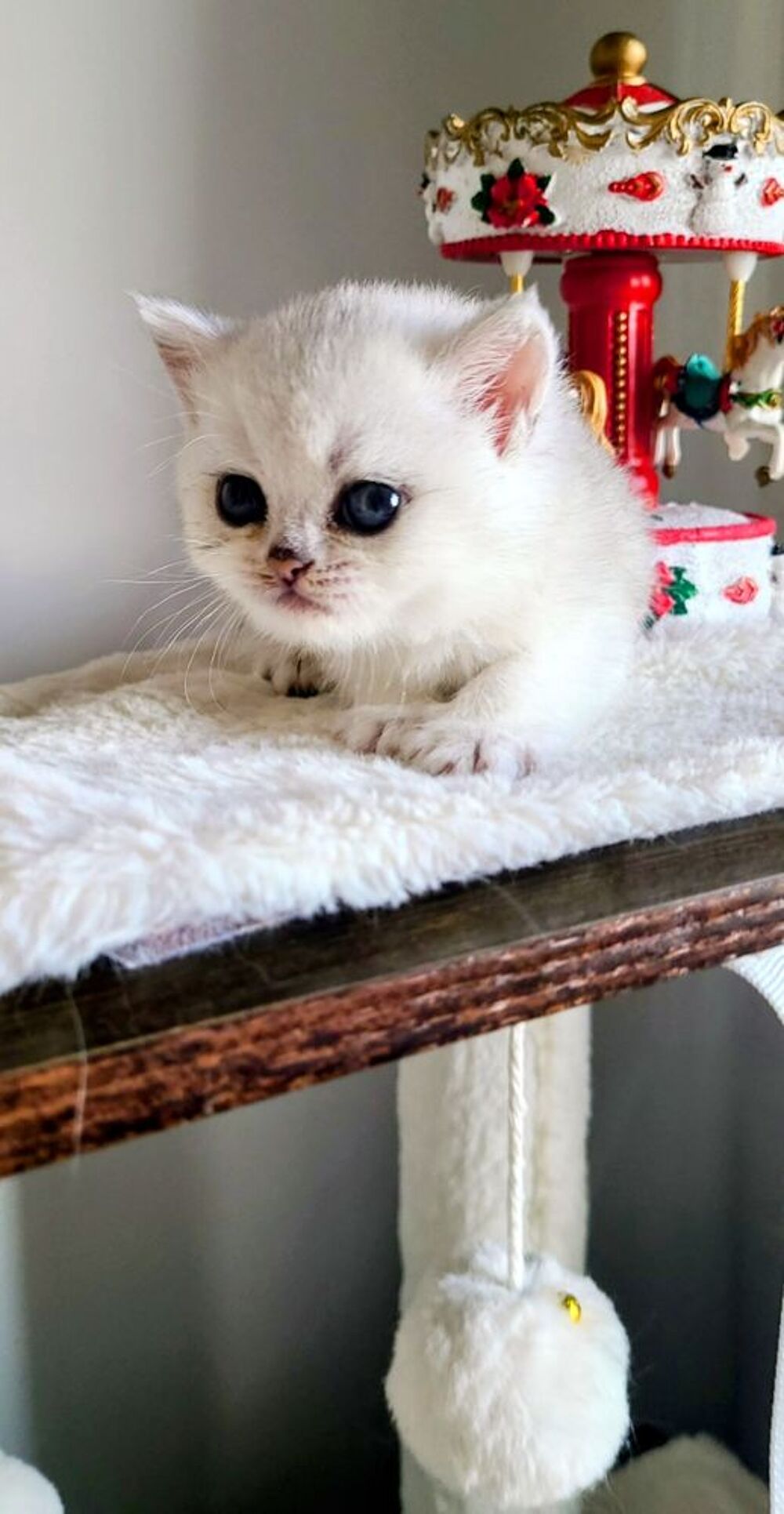   Magnifique chatonne British Shorthair – Blanchette 
