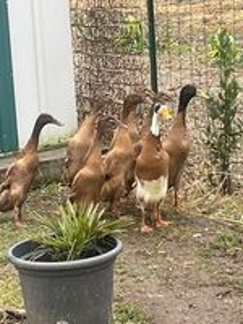   Couple de canard coureur indien sur royan 17200 