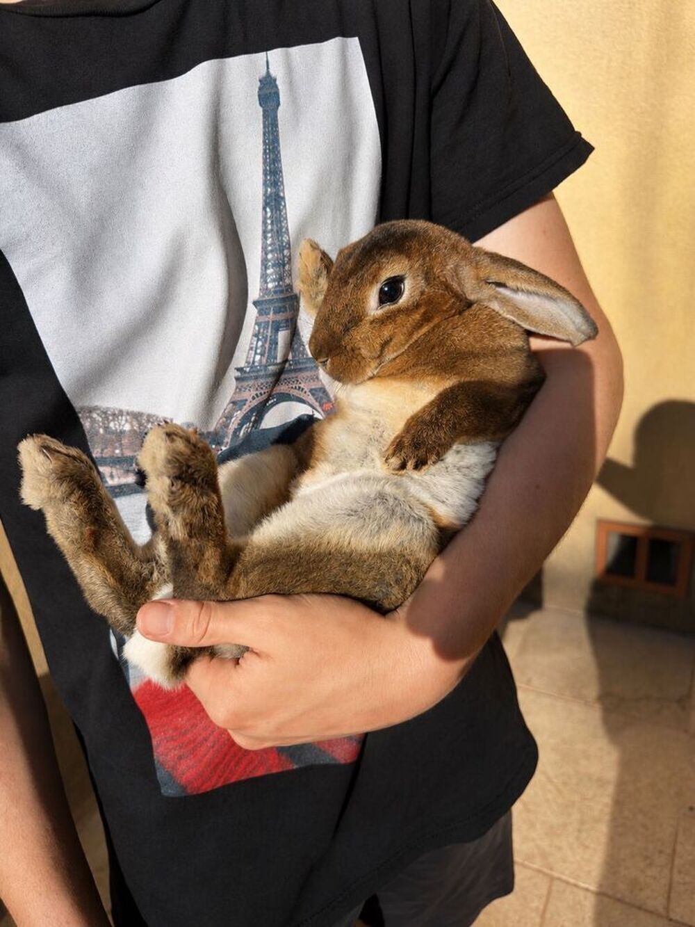 lapins Jardin