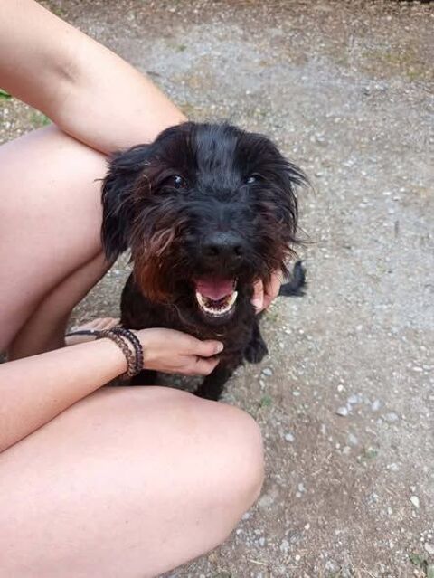 Chien BOUBA &agrave; l adoption 350 07000 Privas