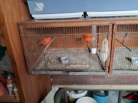 couple de canaris orange et leur cage 60 11800 Trbes