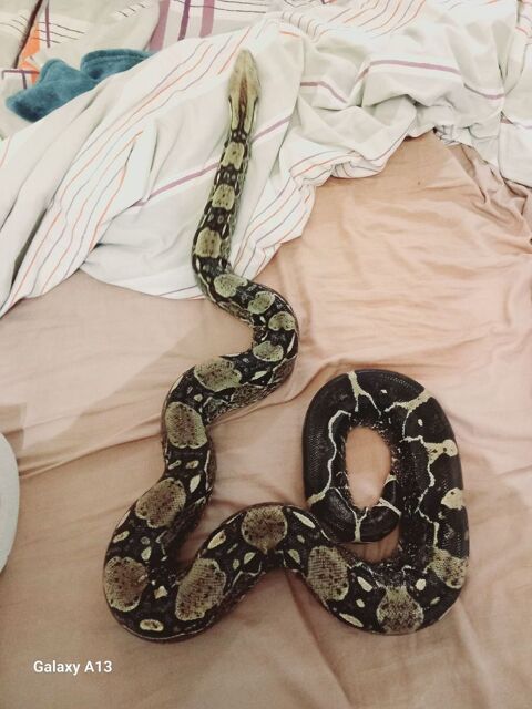 Boa constrictor 150 91310 Linas