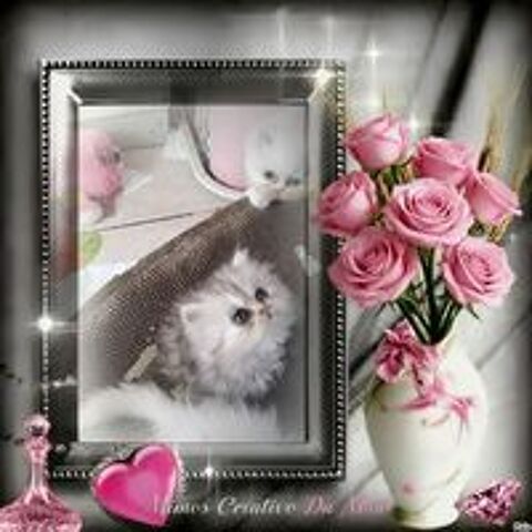   CHATON PERSAN  