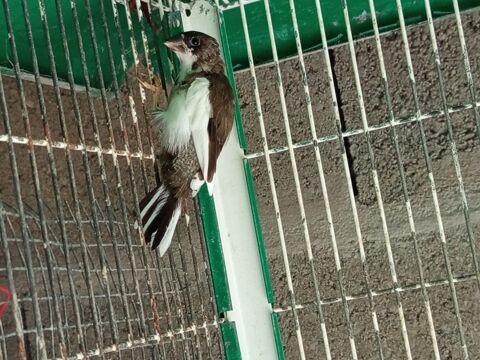 Moineau du Japon 5 85130 Saint-aubin-des-ormeaux