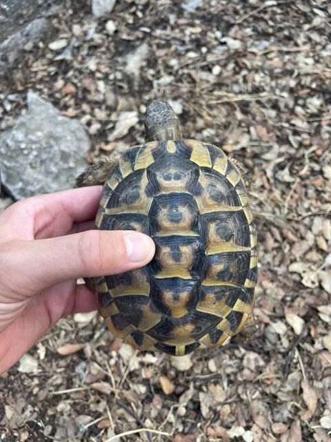 Tortue m&acirc;le 80 30900 Nimes