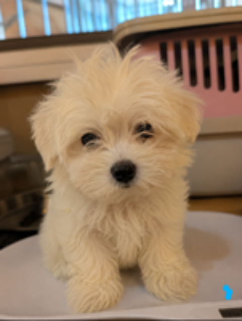   Bichon maltais  