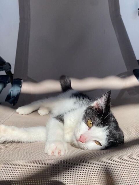 🐾 Ath&eacute;a, femelle X europ&eacute;en n&eacute;e le 05/09/2025🐱 200 77000 Livry-sur-seine