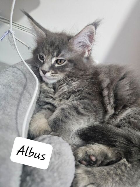 Chatons Maine coon Loof 1300 59780 Baisieux