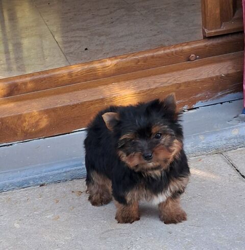 BB yorkshire m&acirc;le disponible  950 28000 Chartres