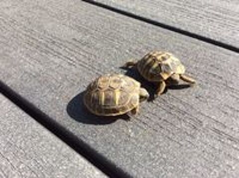   Tortues de terre 