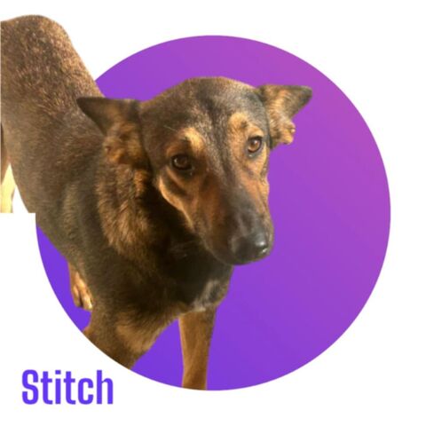 STITCH est &agrave; l'adoption et attend de trouver sa famille pour la vie pour la rejoindre en France 💙 300 28250 Senonches
